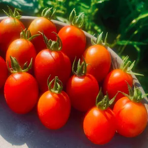 Tomate Principe Borghese - Versatile - Semences