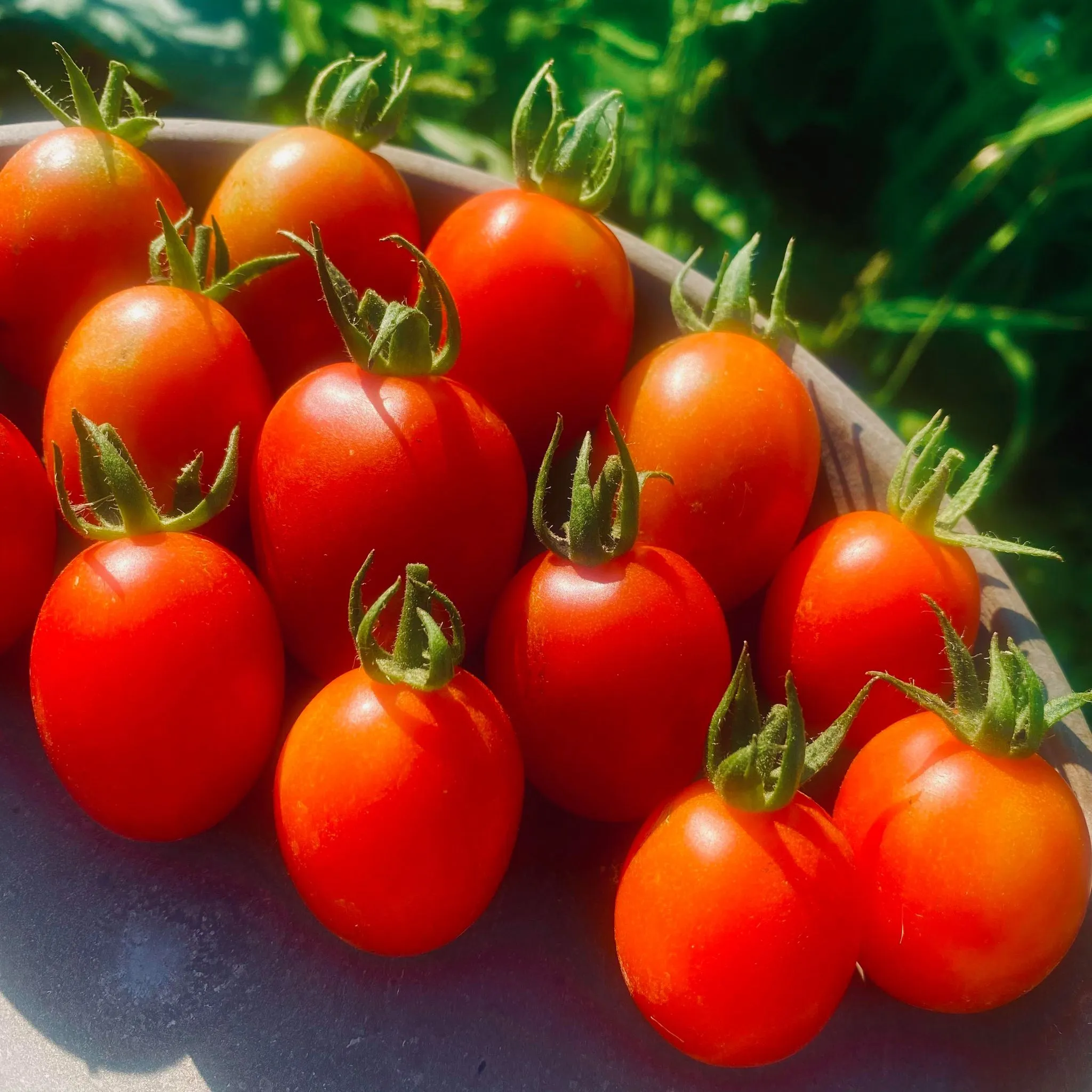 Tomate Principe Borghese - Versatile - Semences