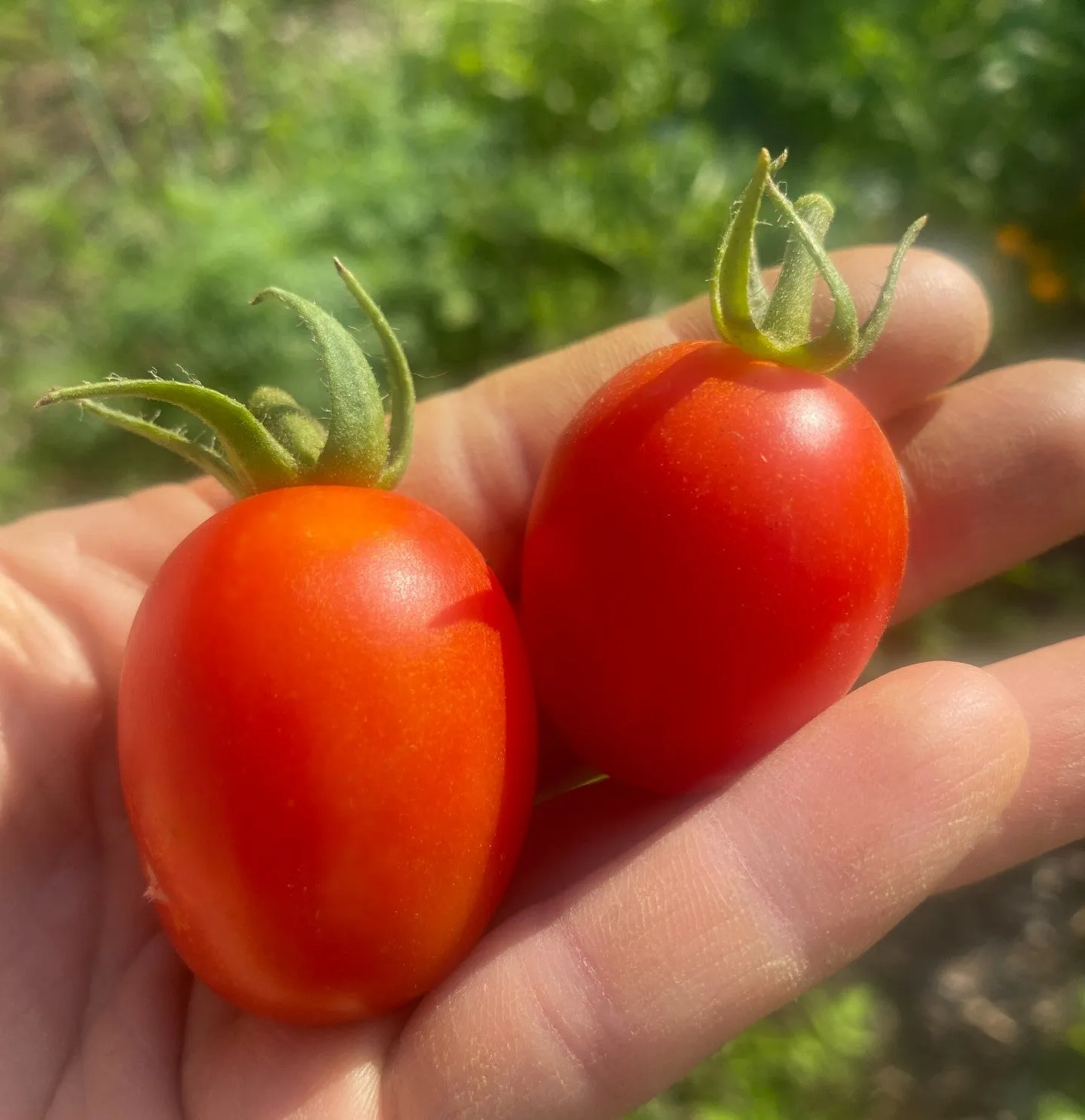 Tomate Principe Borghese - Versatile - Semences